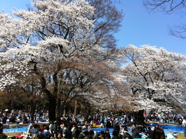 3月31日 土 ワイン飲みつつ満開の桜を愛でる 春のワイン花見 イベント Tokyo Wine Party 東京ワインパーティー ワイン会 ワインパーティー ワインイベントを開催